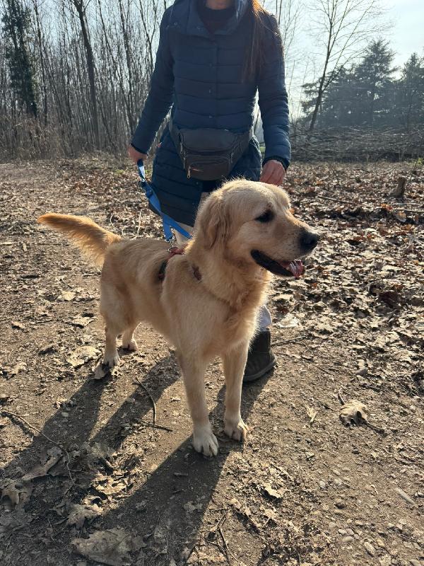 Casper, un Golden Retriever bello da impazzire Foto 4